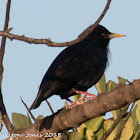 Spotless Starling; Estornino Negro