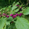 Beauty berry