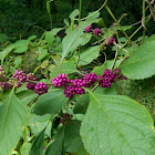 Beauty berry