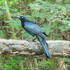 Great-tailed grackle (male)