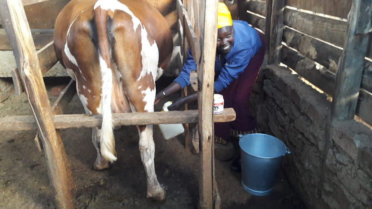 Flomena Cheyech milking one of hetr cows ready sell her milk to the market