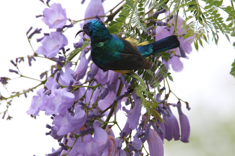 Sunbird at Wajee Nature Park.