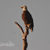 American Bald Eagle