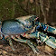 Lamington Spiny Crayfish