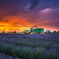 Campi di lavanda di 