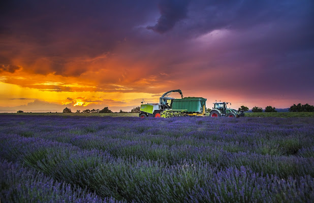 Campi di lavanda di Eduard