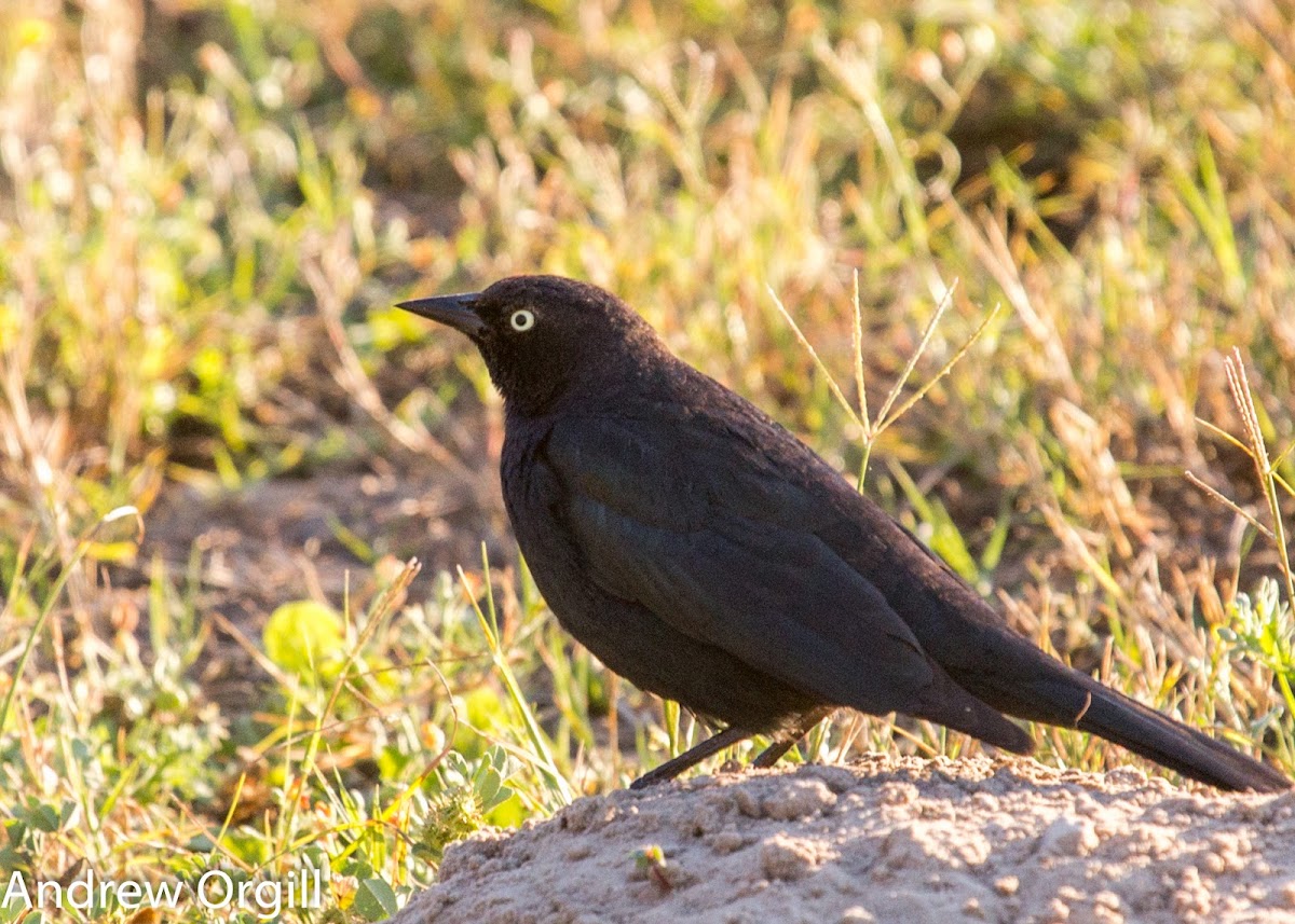 Brewer's Blackbird