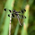 Twelve-spotted Skimmer