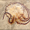 Compass Jellyfish