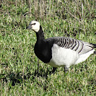 Barnacle goose