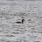 Great Crested Grebe