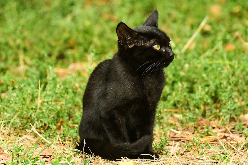 Black cat di acquario