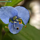 Asiatic dayflower