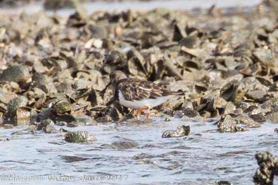 Turnstone