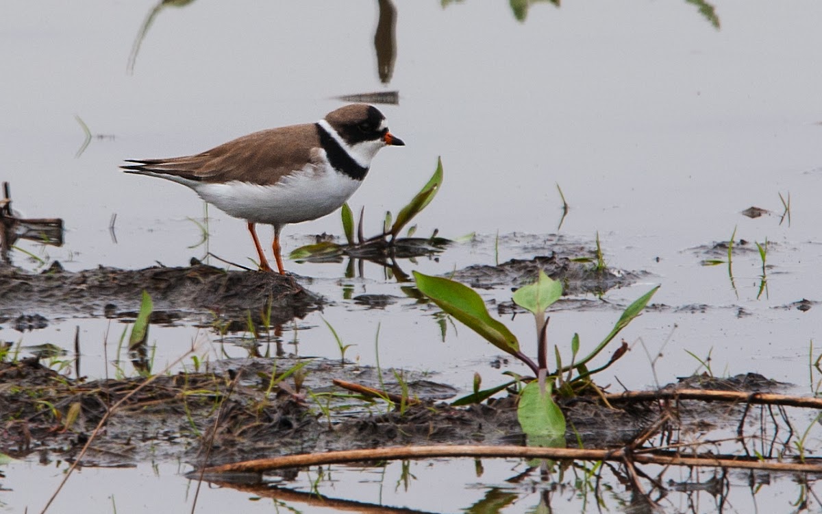 Semipalmated Plover