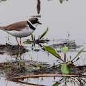 Semipalmated Plover