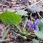 Wood violet