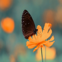 Good Morning Butterfly Image Chrome Theme