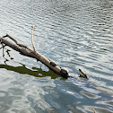 Red eared slider