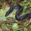 Three-toed Amphiuma