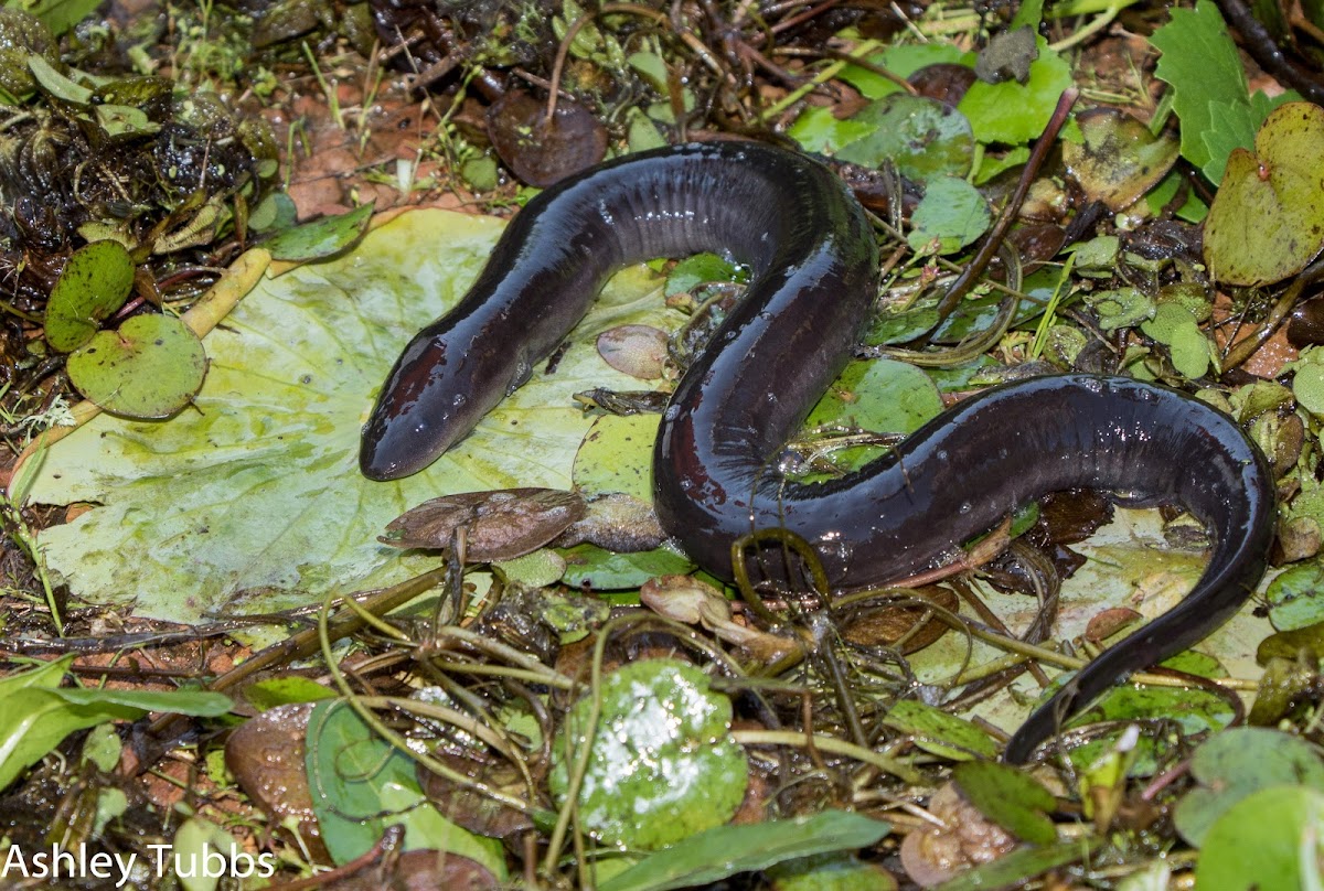 Three-toed Amphiuma