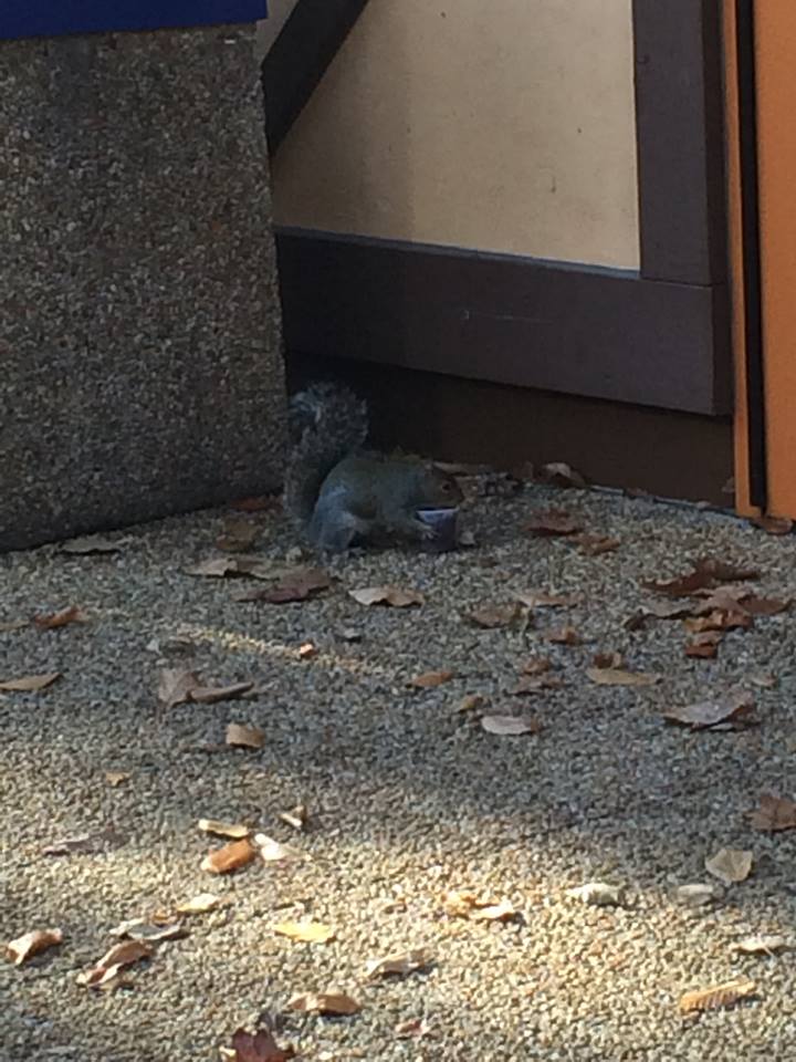 Eastern gray squirrels