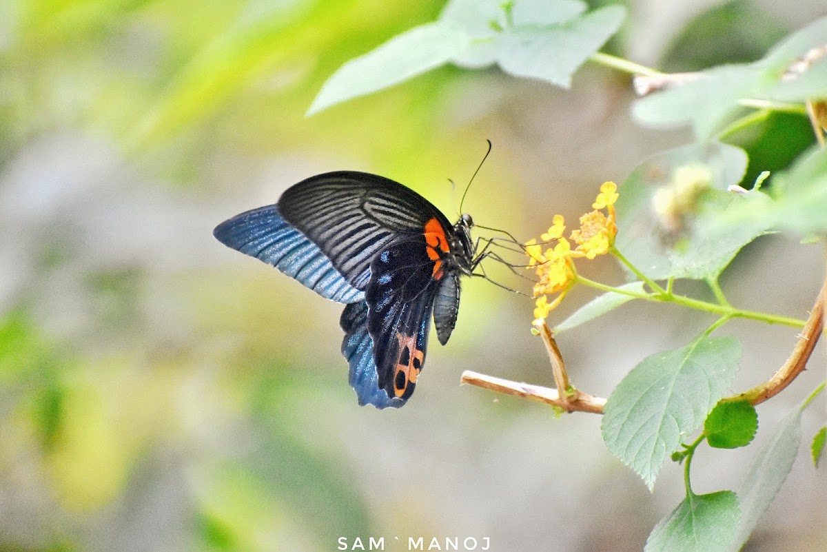 Great Mormon (male)