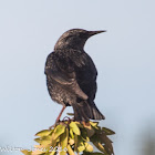 Spotless Starling; Estornino Negro