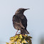 Spotless Starling; Estornino Negro