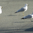 Ringbilled Gulls