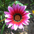 Gazania