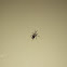 Common House Spider