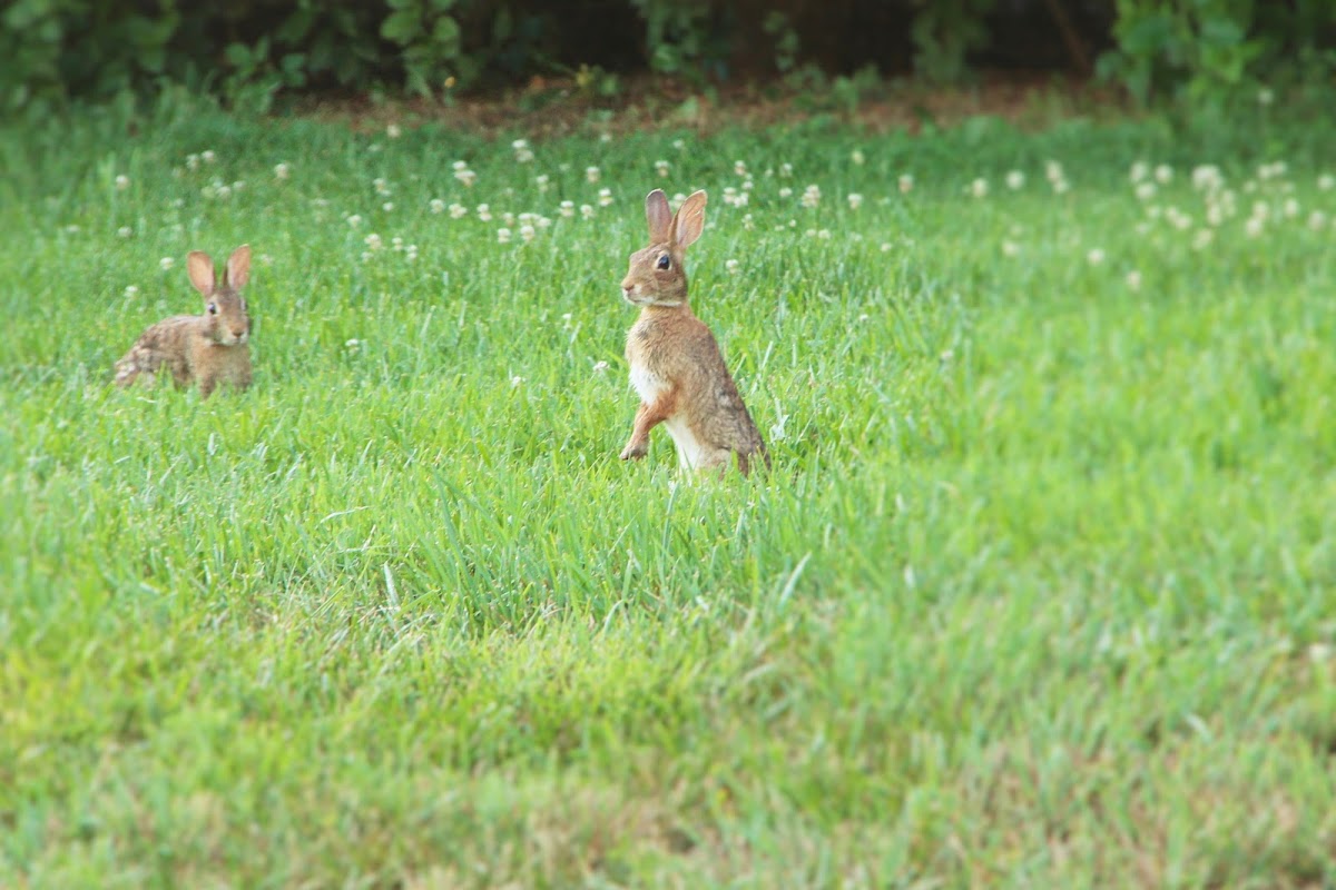 Eastern Cottontail