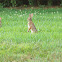 Eastern Cottontail