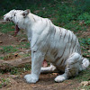 White Bengal tiger