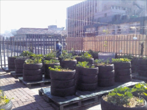 GREENERY: An agriculture project has seen the spread of city rooftop gardens.