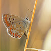 Brown Argus