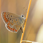 Brown Argus