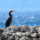 European Shag