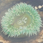 Giant Green Anemone