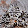 Eastern Fence Lizard