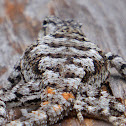 Eastern Fence Lizard