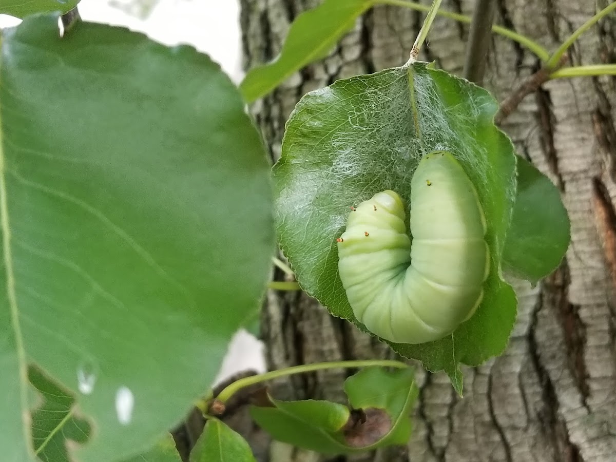 Tuliptree silkmoth