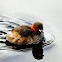 Little Grebe