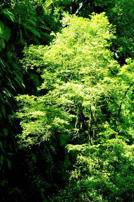 L'albero volante di estela