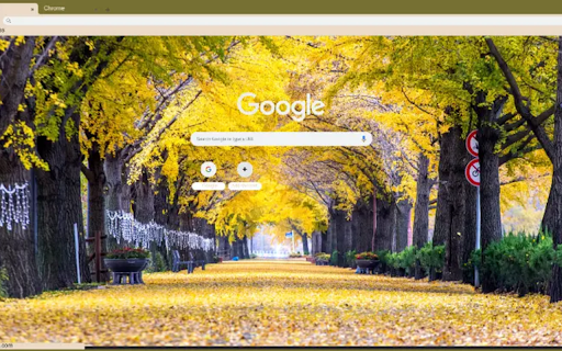 row of yellow ginkgo trees in Asan screenshot 1