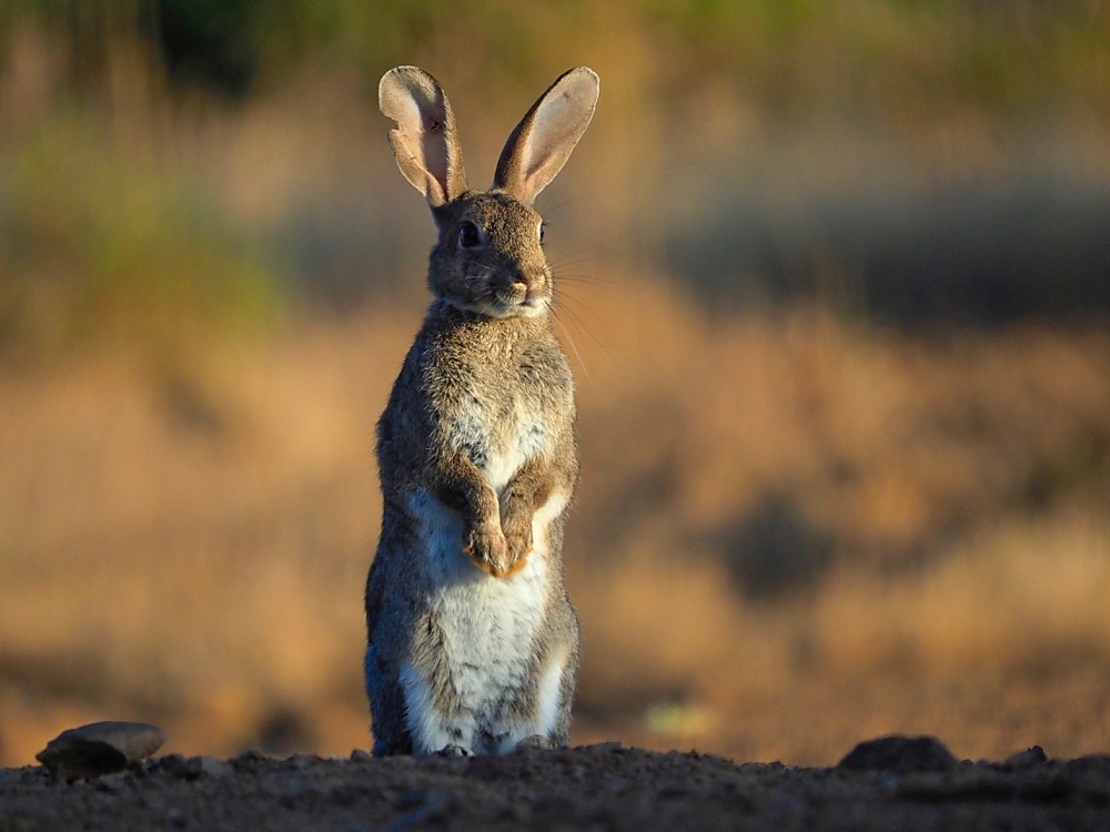 Conejo europeo (European rabbit)