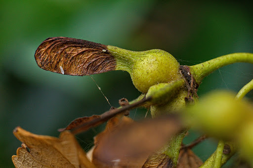 Acer pseudoplatanus