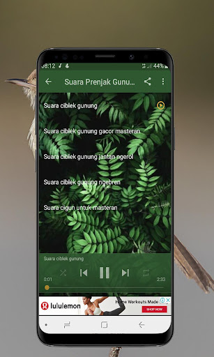 Kicau Burung Prenjak Ciblek Gacor