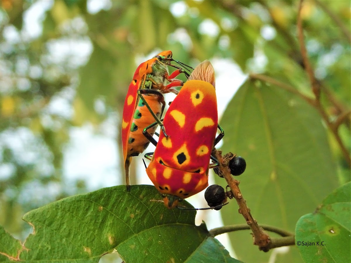 Jewel Bug